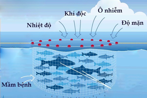 Các yếu tố ảnh hưởng đến nuôi trồng thủy hải sản