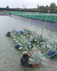 Màng chống thấm HDPE làm hồ nuôi tôm