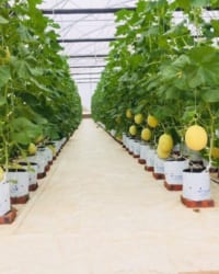 Xu hướng dùng vải địa kỹ thuật, rọ đá, màng HDPE hiện nay