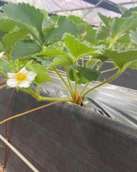 Bạt địa chất – bạt nông nghiệp