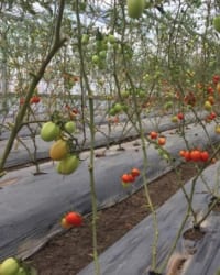 Vì sao nilon lót có màu sắc khác nhau_ Tác dụng như thế nào