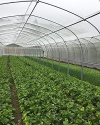 Màng PE – Nilon lót trong trồng rau, nhà vườn