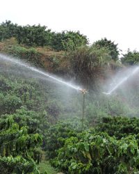 Tưới tiêu trong nông nghiệp trồng cà phê