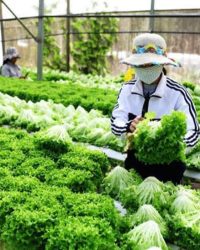 Nông nghiệp sạch tại Lâm Đồng, điểm được và mất