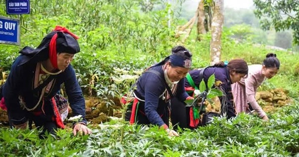 Mô hình nông trại thảo dược vùng núi