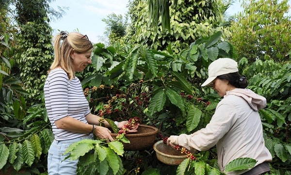Mô hình trang trại cà phê Tây Nguyên