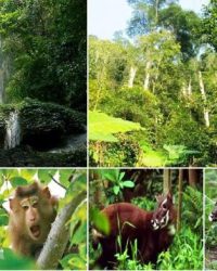 Đa dạng sinh học – Nguồn tài nguyên quý giá và có giá trị