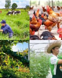 Kết hợp mô hình chăn nuôi và trồng trọt của người dân
