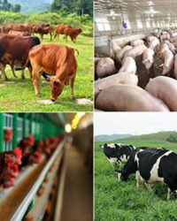 Tương lai và tiềm năng phát triển “Công nghệ sinh học trong chăn nuôi”