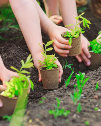 Ý nghĩa của việc trồng rừng