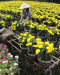 Mô hình trồng hoa phục vụ mùa tết