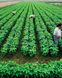 Ngành chăn nuôi trồng trọt hiện nay cần thay đổi như thế nào để thích ứng với yêu cầu phát triển toàn cầu