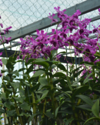 Mô hình trồng lan