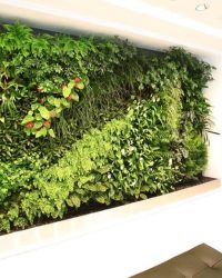 Vườn trên tường – Không gian xanh độc đáo cho cuộc sống hiện đại