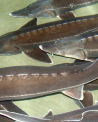 Kỹ thuật nuôi cá tầm