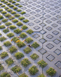 Tìm hiểu về gạch trồng cỏ