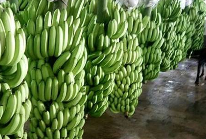 Thách thức đặt ra cho người dân trồng chuối không hề nhỏ Thách thức đặt ra cho người dân trồng chuối không hề nhỏ