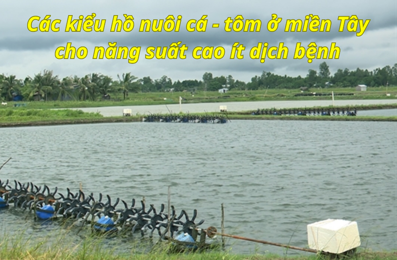 Các kiểu hồ nuôi cá - tôm ở miền Tây cho năng suất cao ít dịch bệnh