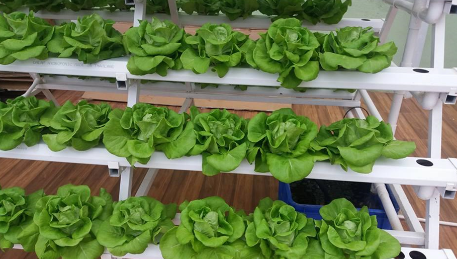 Ưu điểm của phương pháp này là tiết kiệm diện tích và không gian trồng trọt