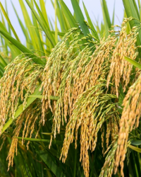 Tìm hiểu về các loại giống lúa hiện nay