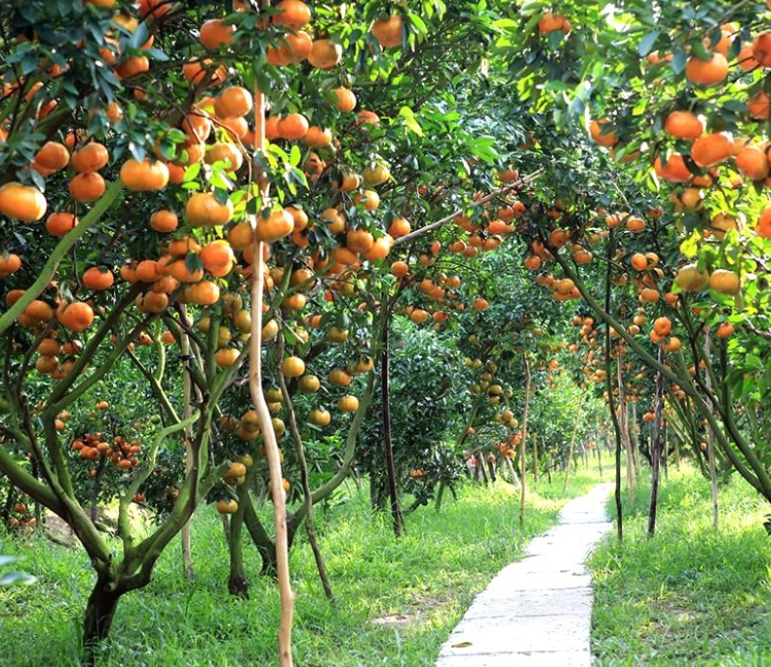 Mô hình du lịch sinh thái, du lịch miệt vườn, mang lại sự gắn kết giữa thiên nhiên và trải nghiệm thực tế